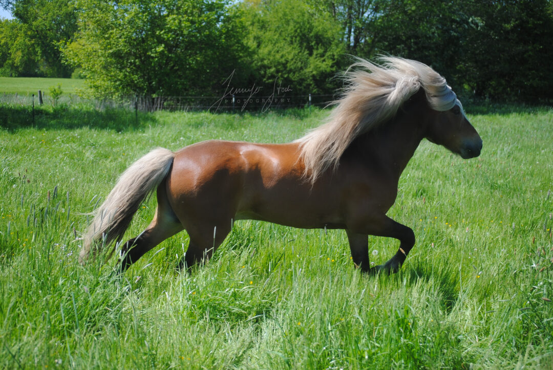 Ein Pferd Kaufen